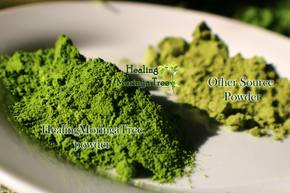 Moringa Powder for Dogs? Look at The Benefits