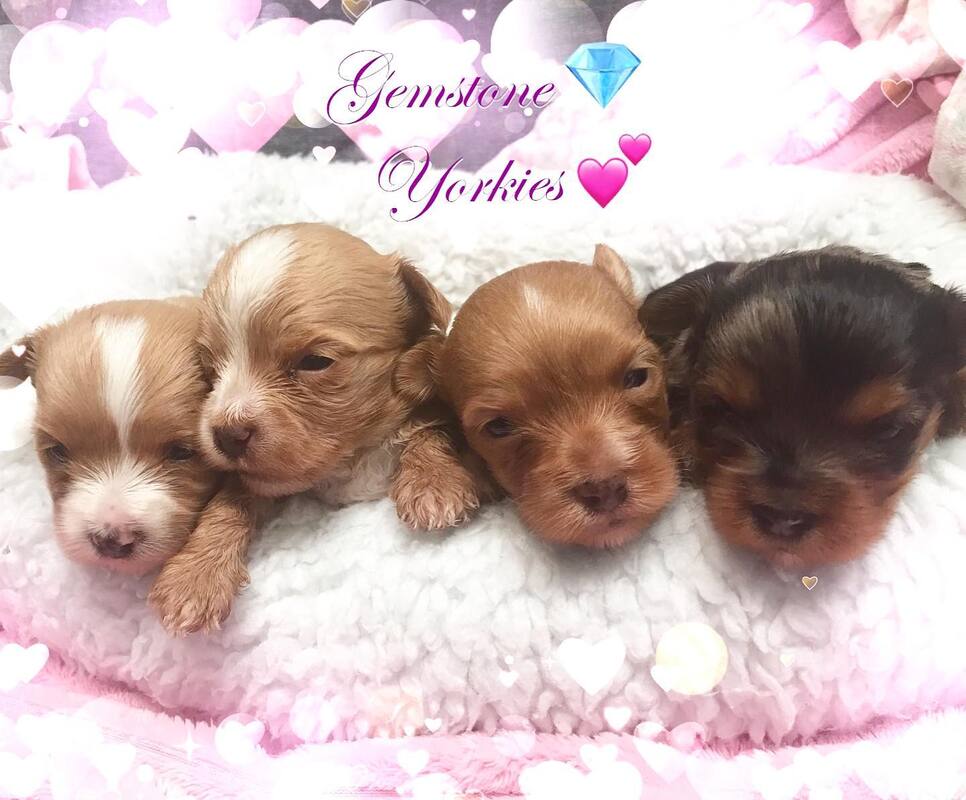 Merle Yorkies Puppies For Sale Quality Merles Of America Exotic Yorkie Boutique