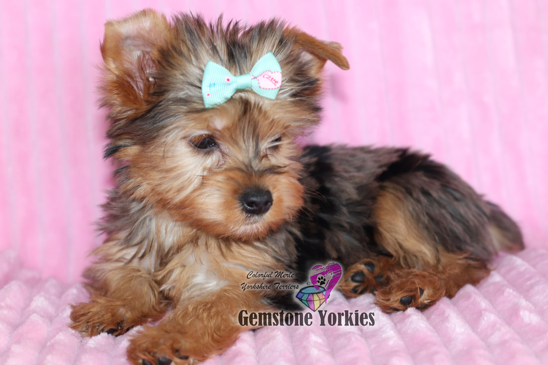Blue Merle Yorkie - Photos All Recommendation