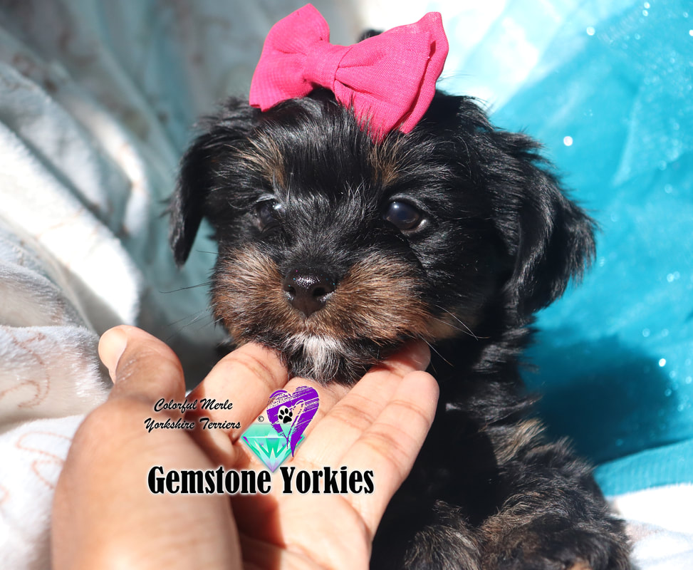 yorkies for sale under 500 near me