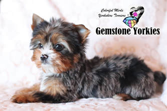 Colored Coat Yorkshire Terriers 