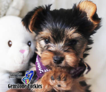 Teacup Yorkie Size And Weight Chart